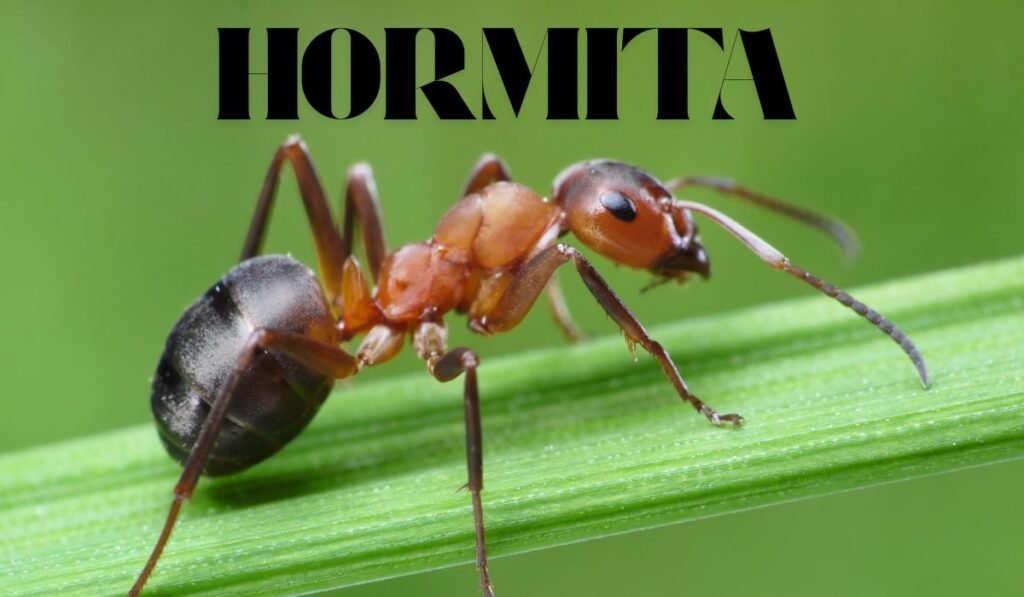 Hormita: What You Should Know About This Emerging Wellness Aid Hormita