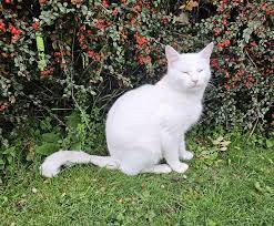 Cat Found at HWY KK Trailer Park by School Forest: How to Help Lost Pets Safely Cat found at hwy kk trailer park by school forest